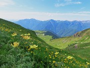 35 Distese di Pulsatilla alpina sulphurea (Anemone sulfureo)